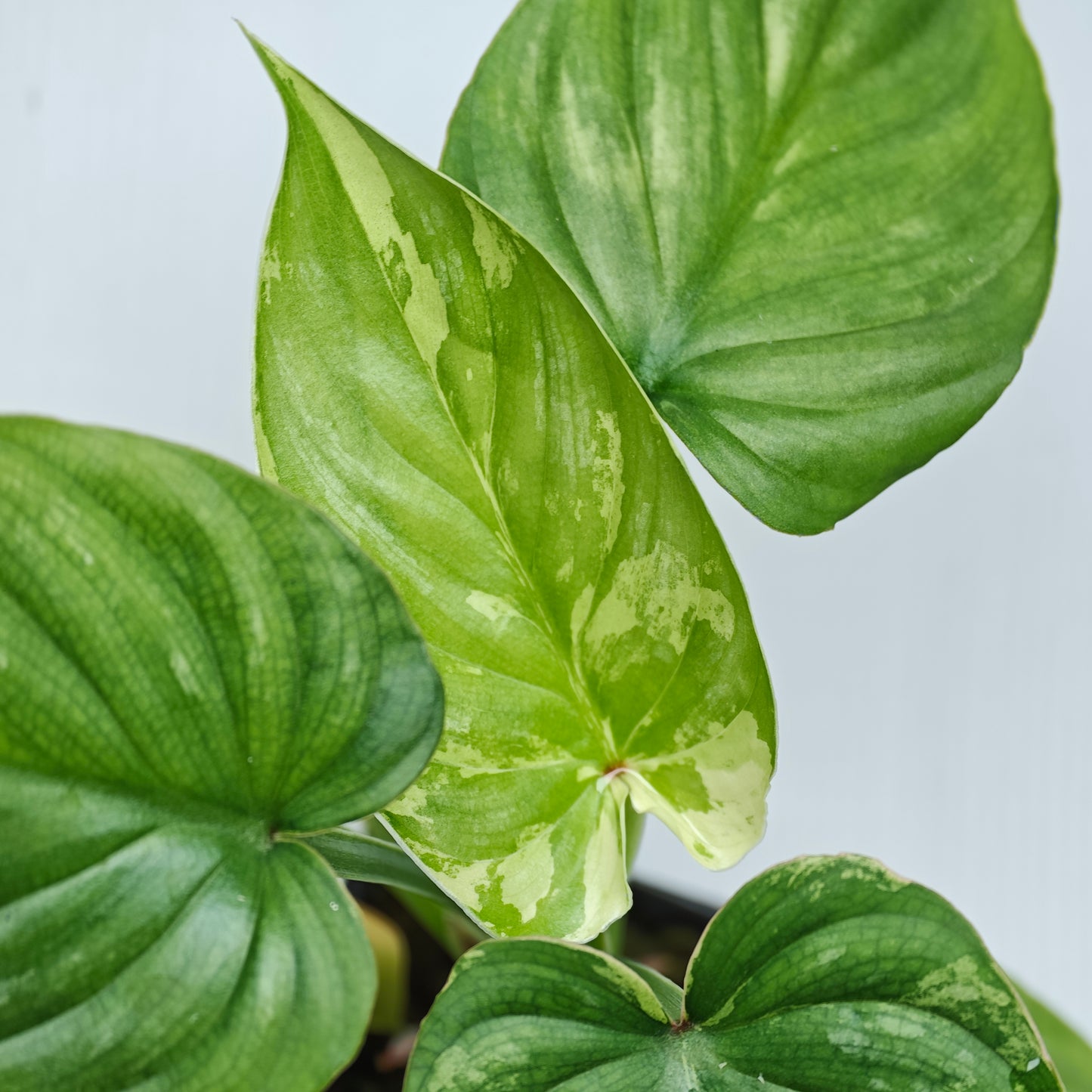 Philodendron plowmanii Variegated