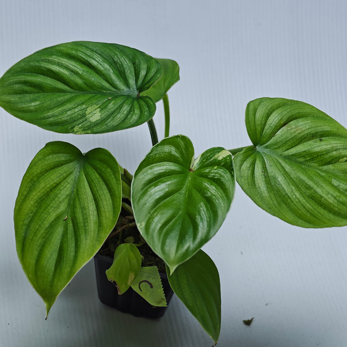 Philodendron plowmanii Variegated