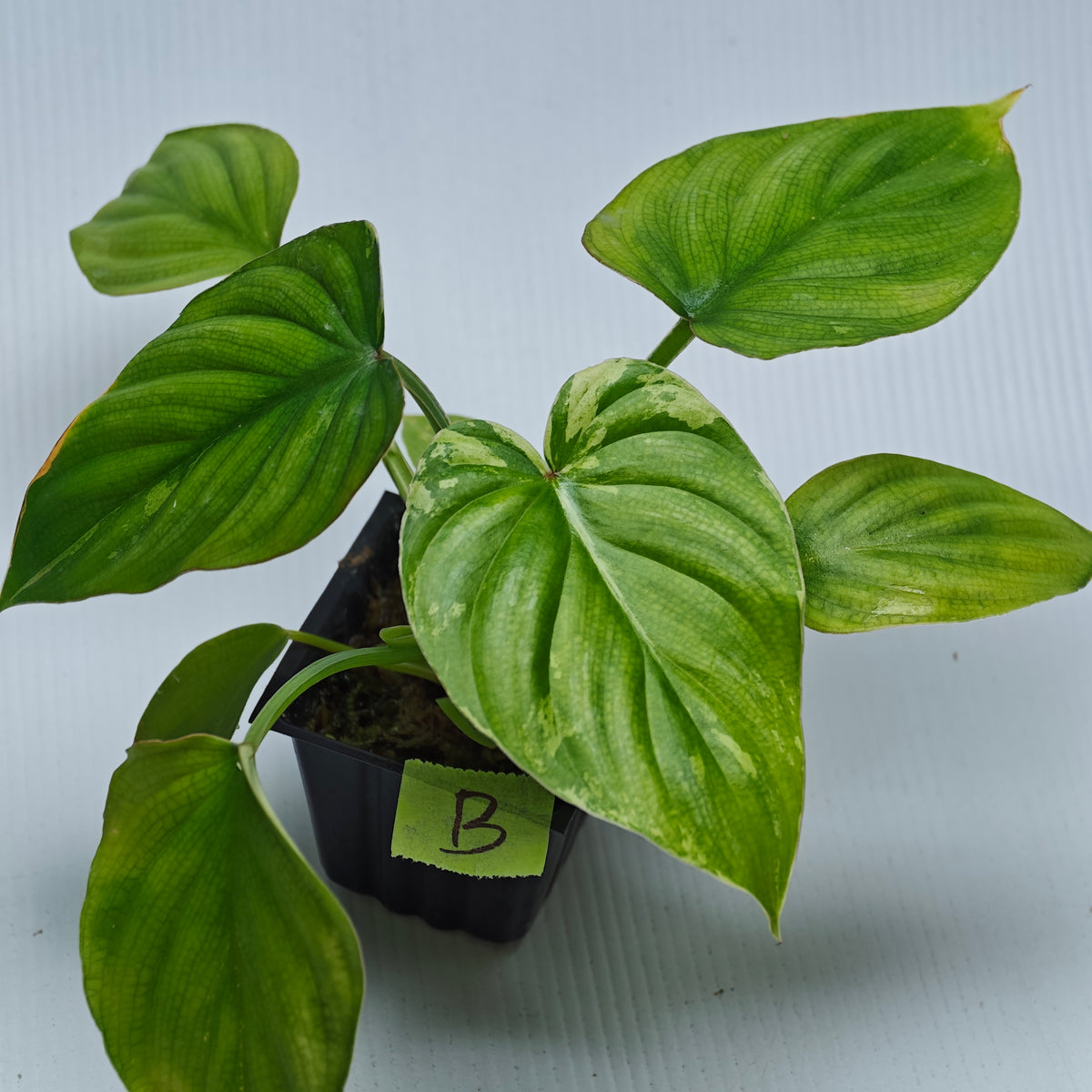 Philodendron plowmanii Variegated