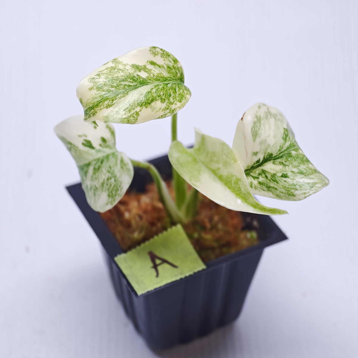 Monstera Legacy