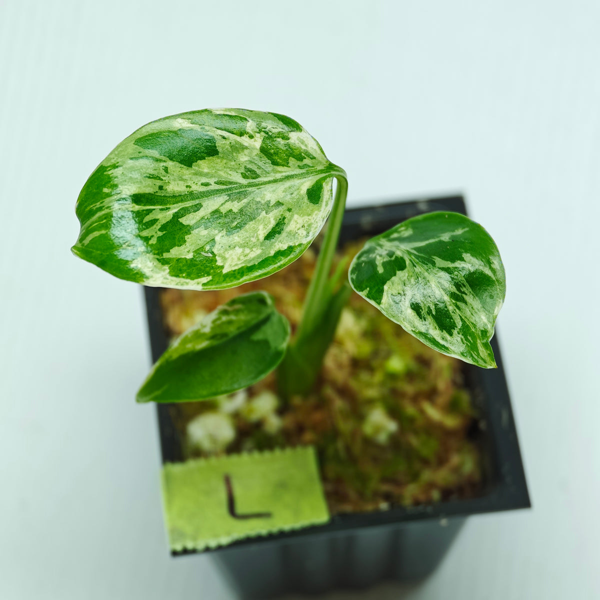 Monstera Bulbasaur