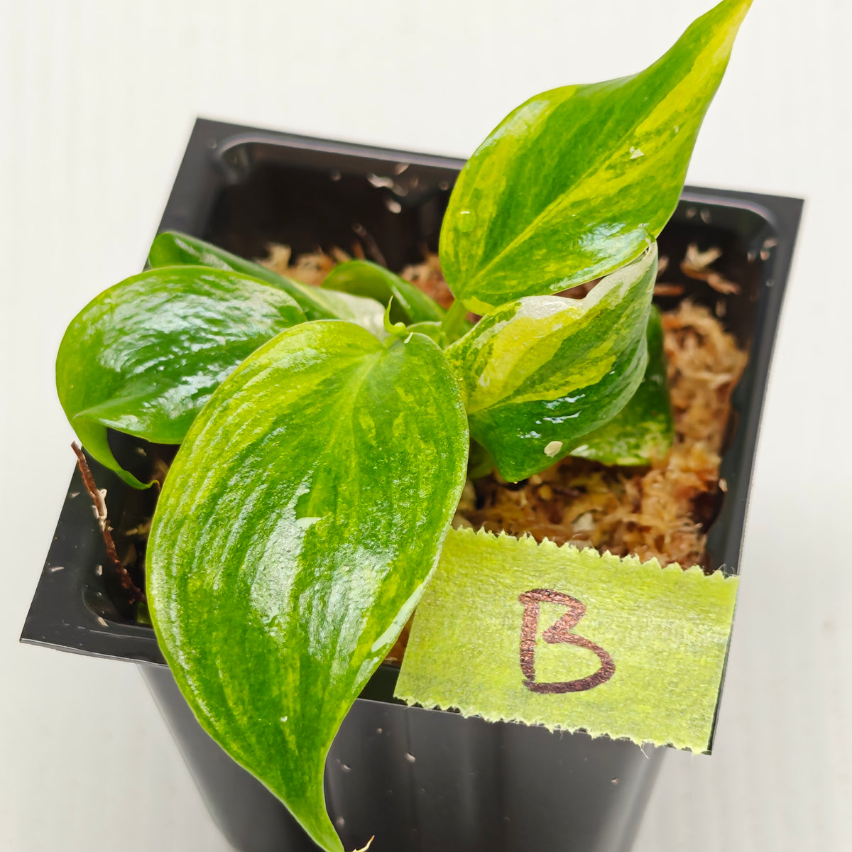 Philodendron White Wizard Tricolour