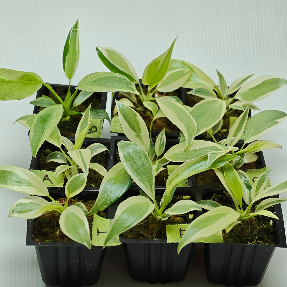 Philodendron longilobatum Albo Variegated