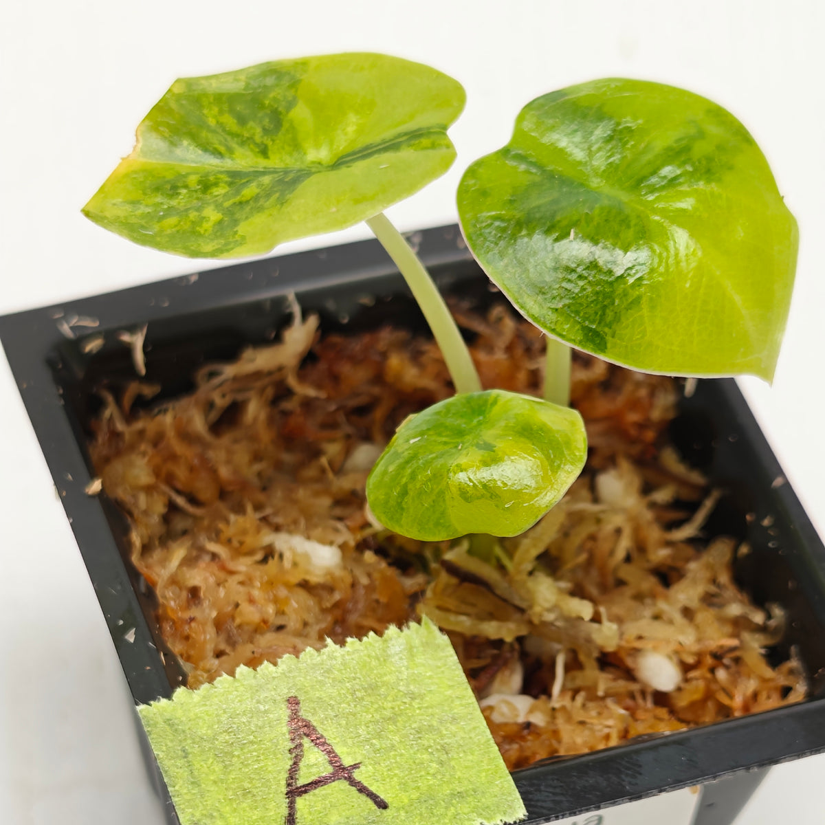 Alocasia infernalis Aurea Variegated