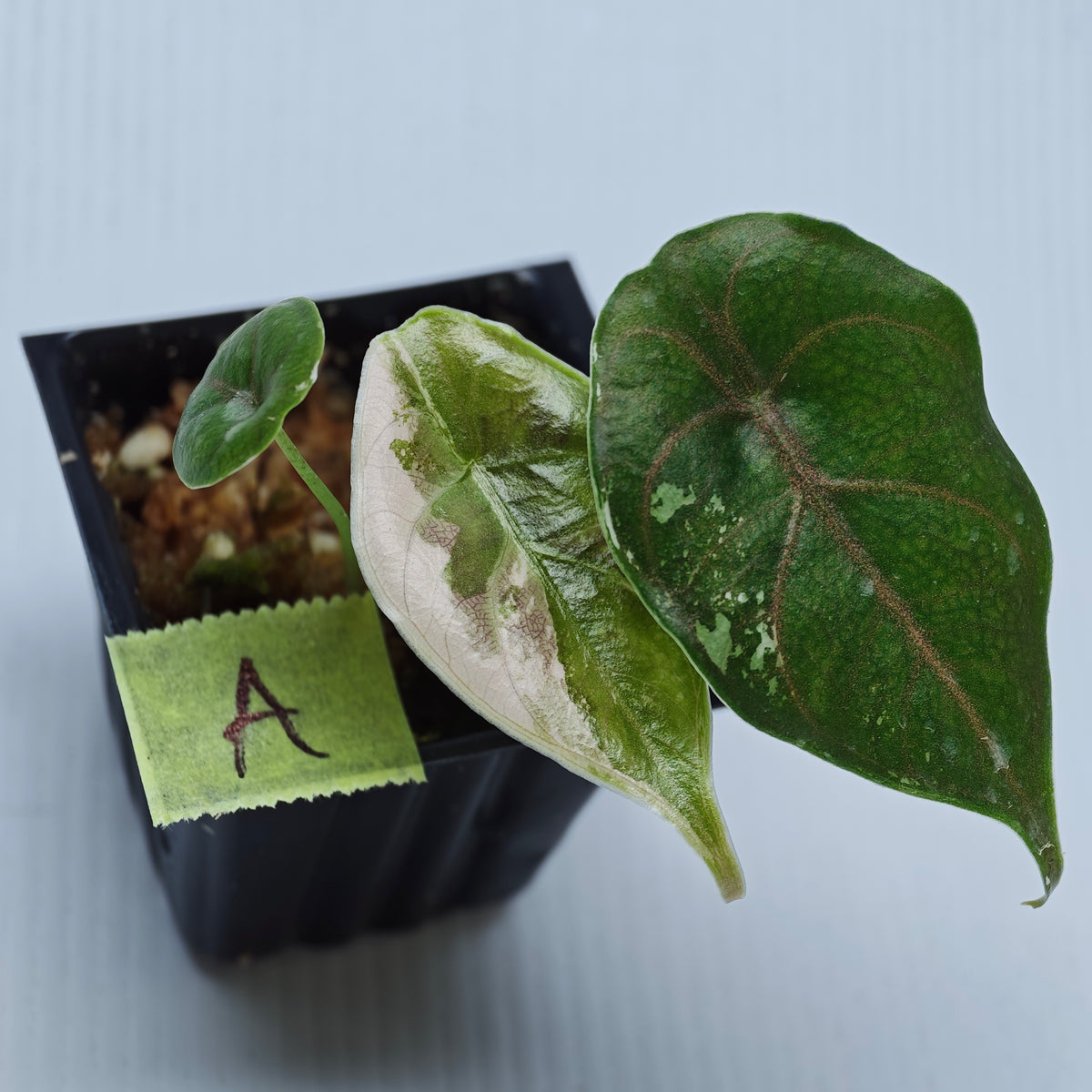 Alocasia azlanii Pink variegated