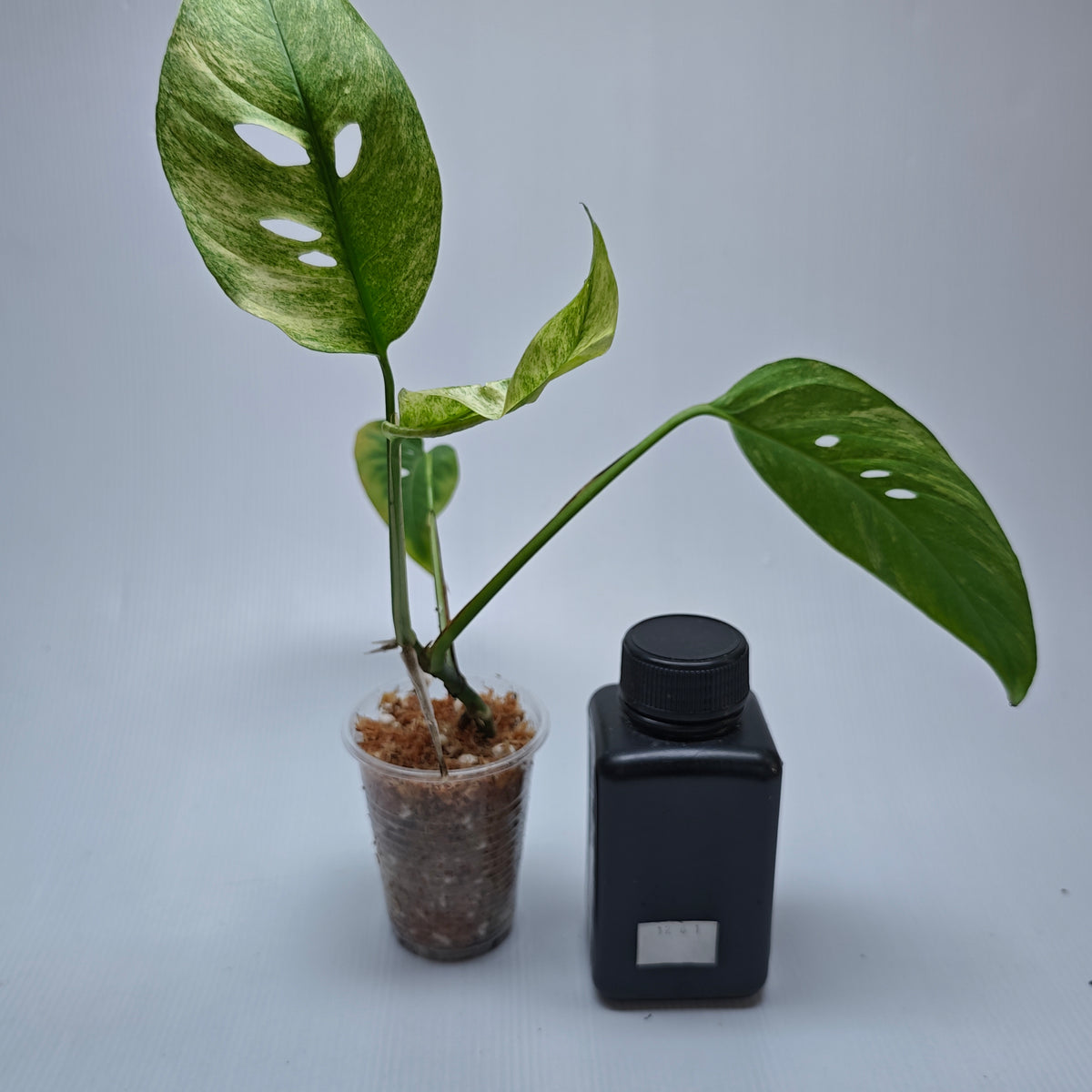 Monstera adansonii ssp laniata Mint variegated