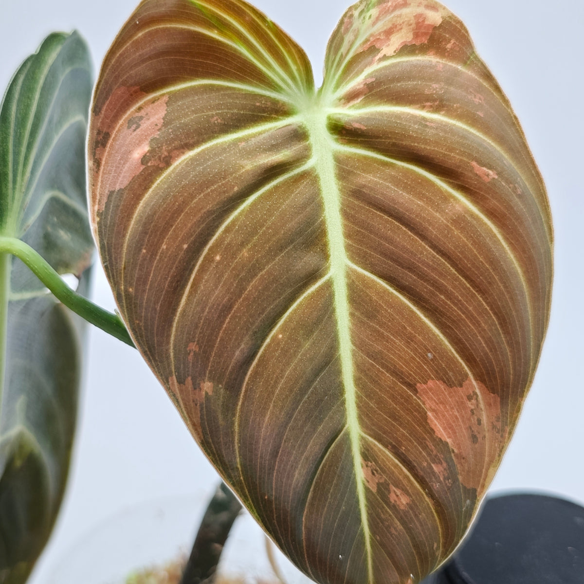 Philodendron melanochrysum variegated