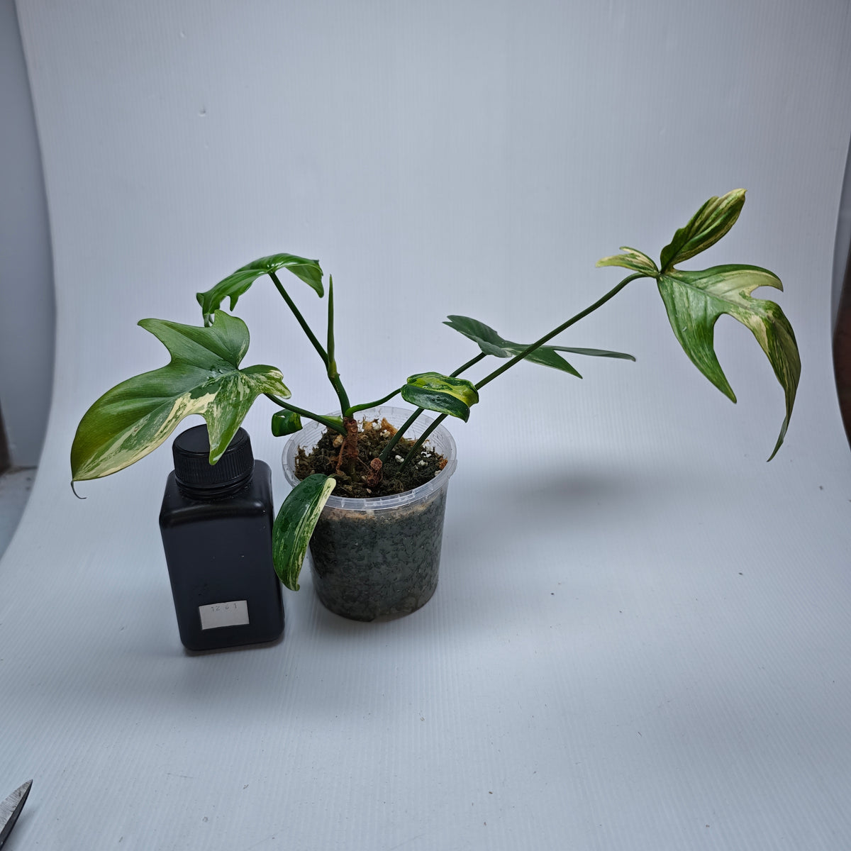 Philodendron pedatum Variegated