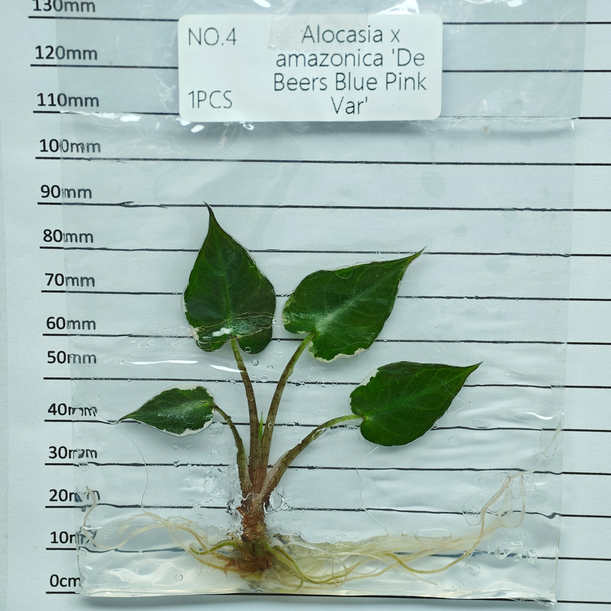 Alocasia De Beers Blue Pink Variegated