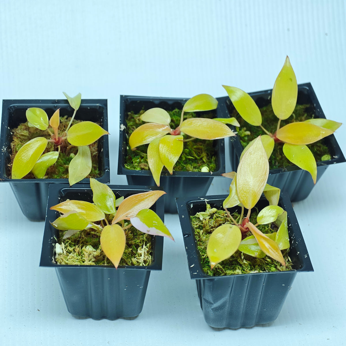 Philodendron Persimmon Princess