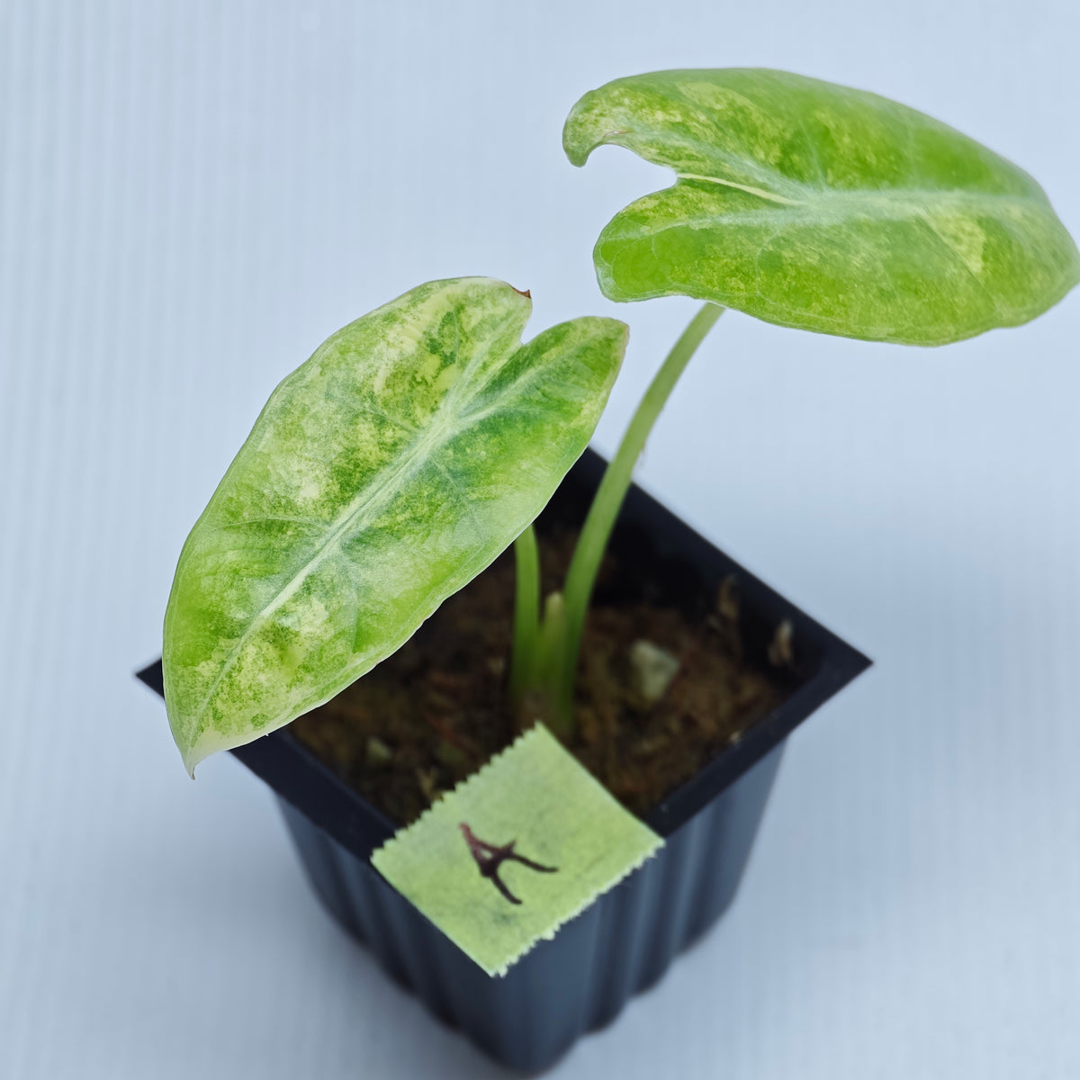Alocasia longiloba Aurea Variegated