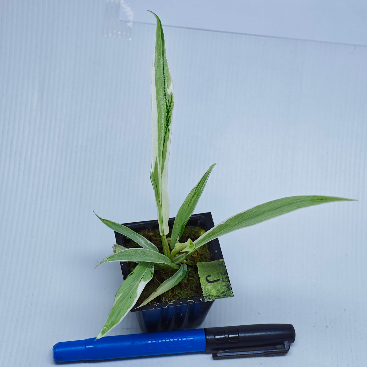 Philodendron tortum Albo Variegated