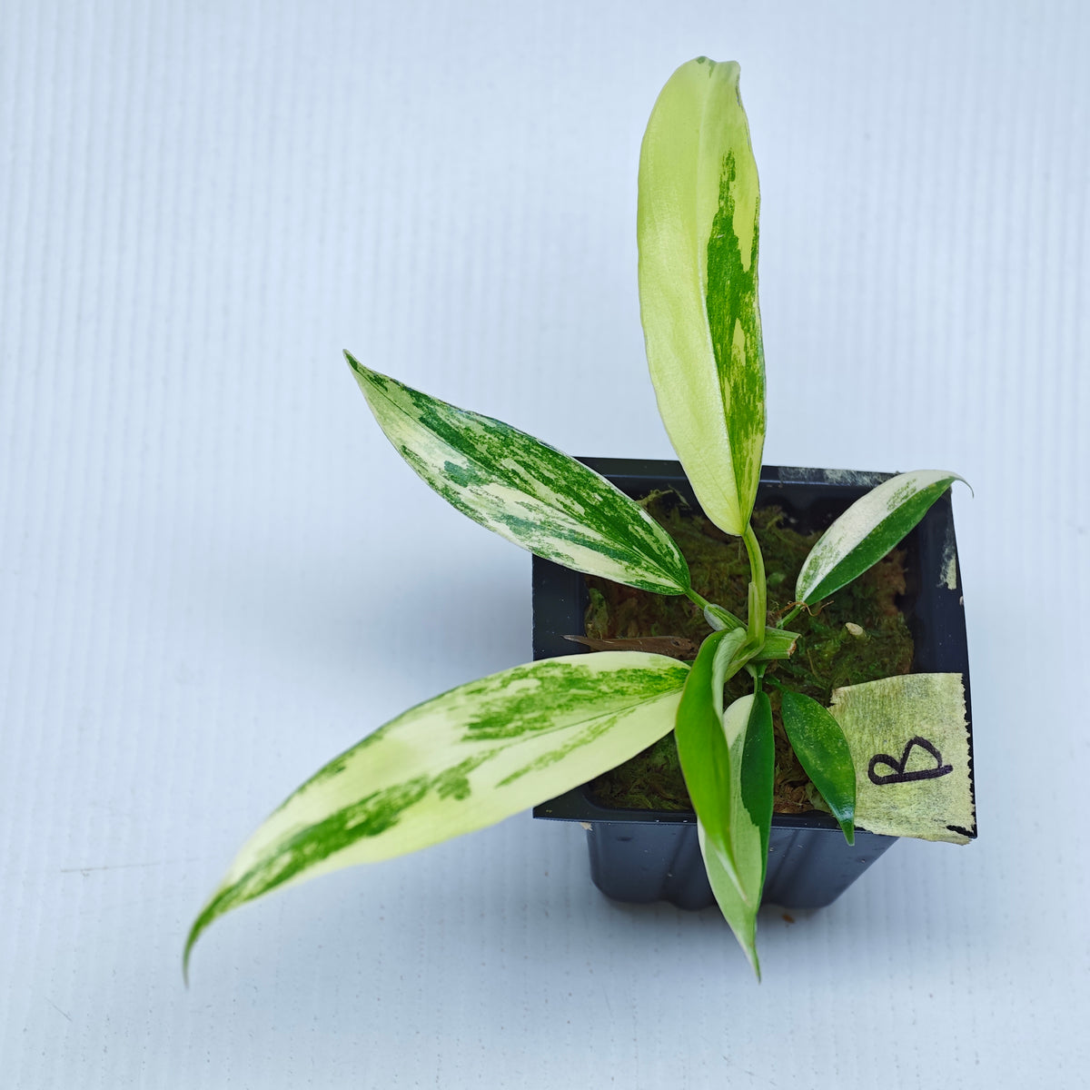 Philodendron Golden Dragon Aurea Variegated