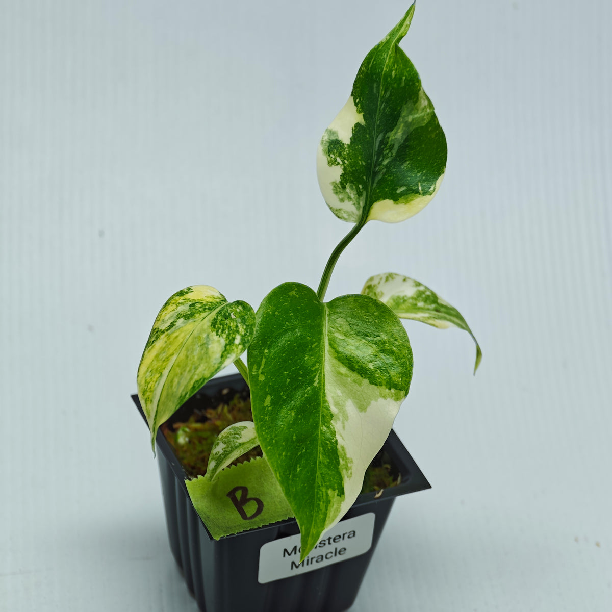 Monstera Miracle