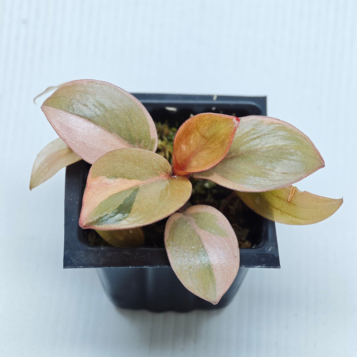 Philodendron Black cardinal var no.2