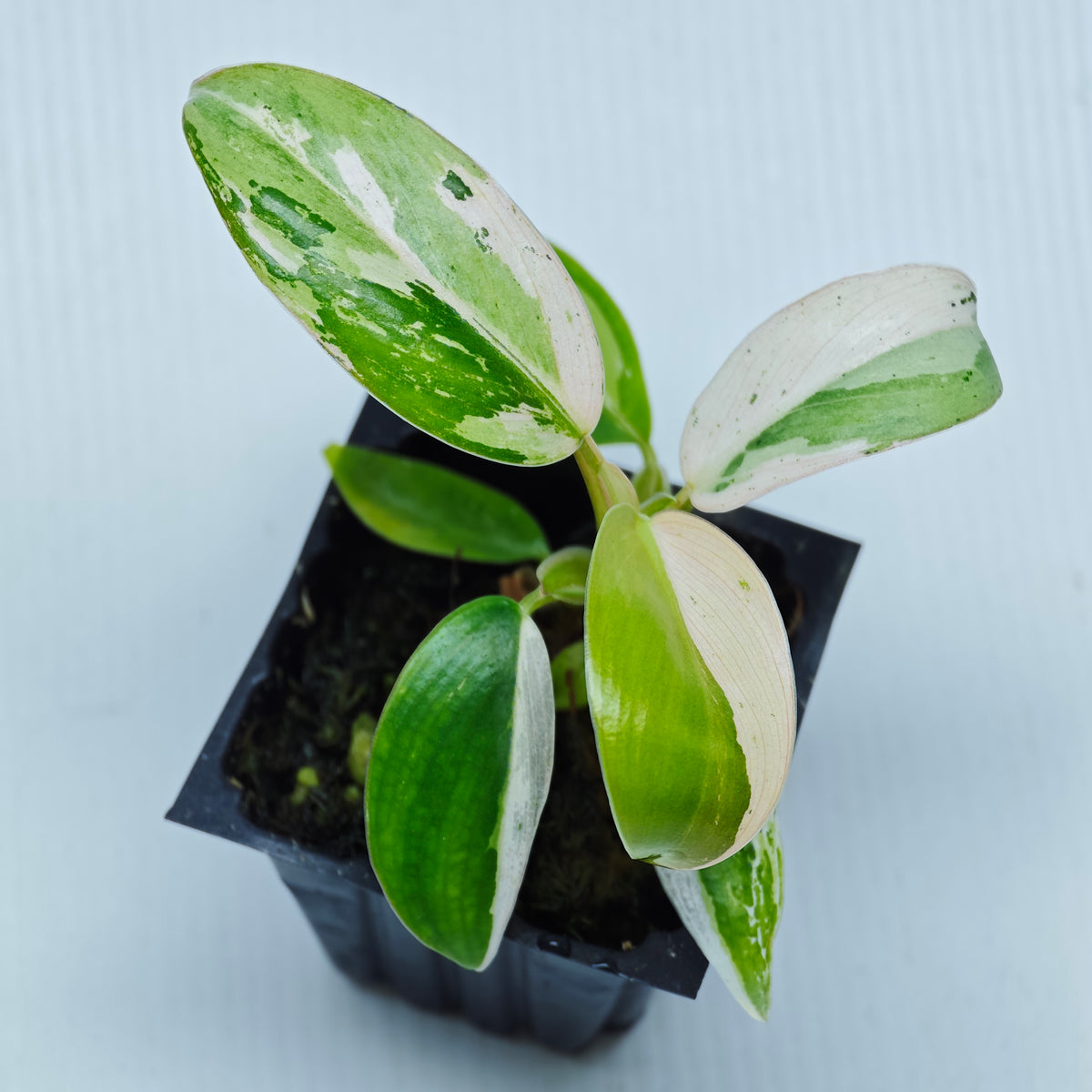 Philodendron Whipple Way Blocky Variegation