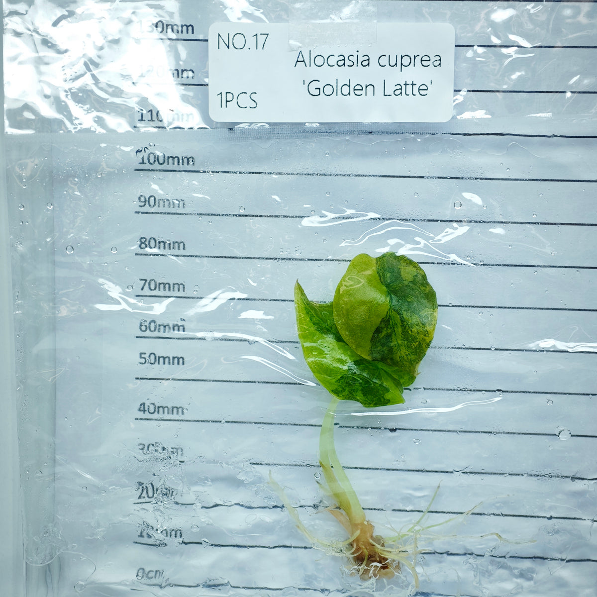 Alocasia cuprea Golden latte Variegated (1plant/bag) - Tissue culture