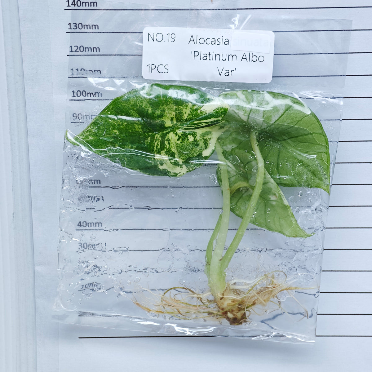 Alocasia Bisma Albo/ Platinum Albo Variegated (1plant/bag) - Tissue culture