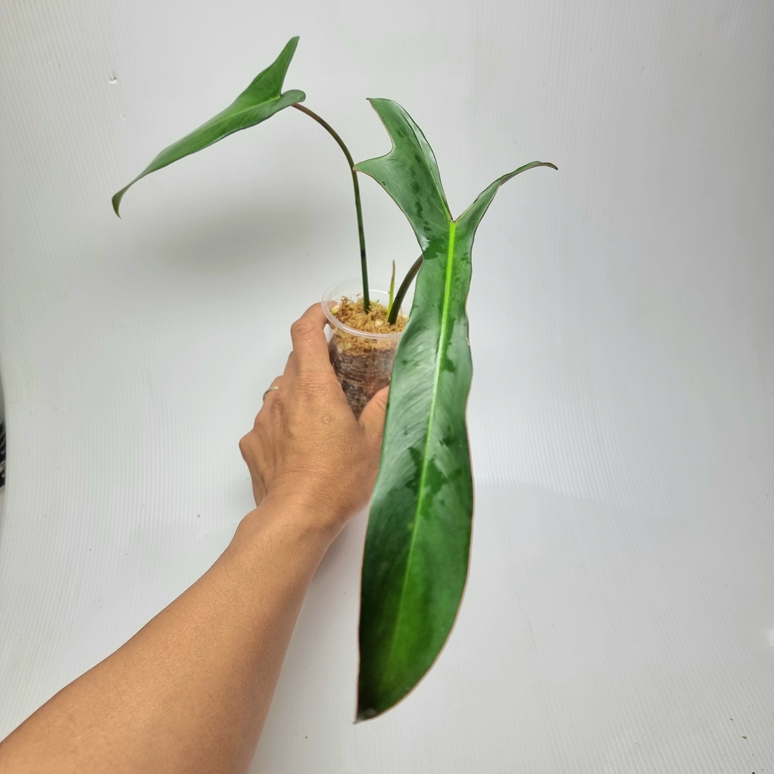 低価品質保証Philodendron longilobatum Lelano Miyano フィロデンドロンアンスリウムモンステラマドカズラ モンステラ