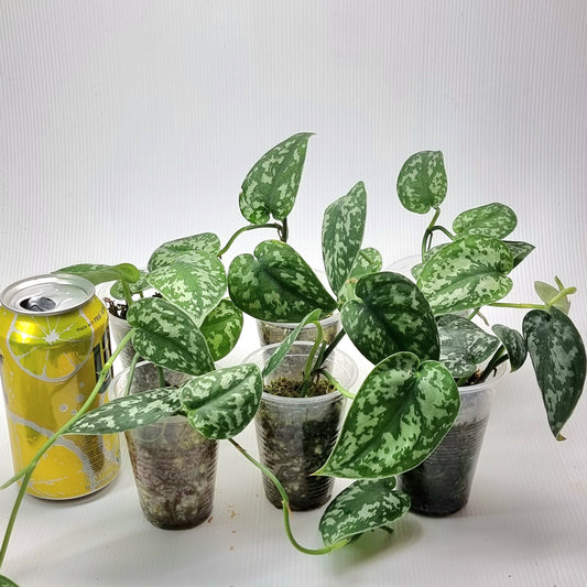 REVERTED Scindapsus Mayari