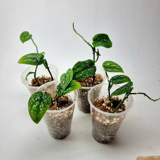 rare Scindapsus argyraeus tricolour for sale in Perth Australia