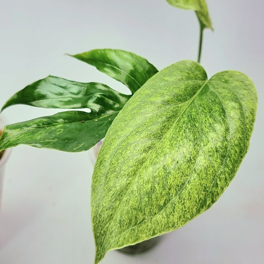 rare Amydrium medium Mint for sale in Perth Australia