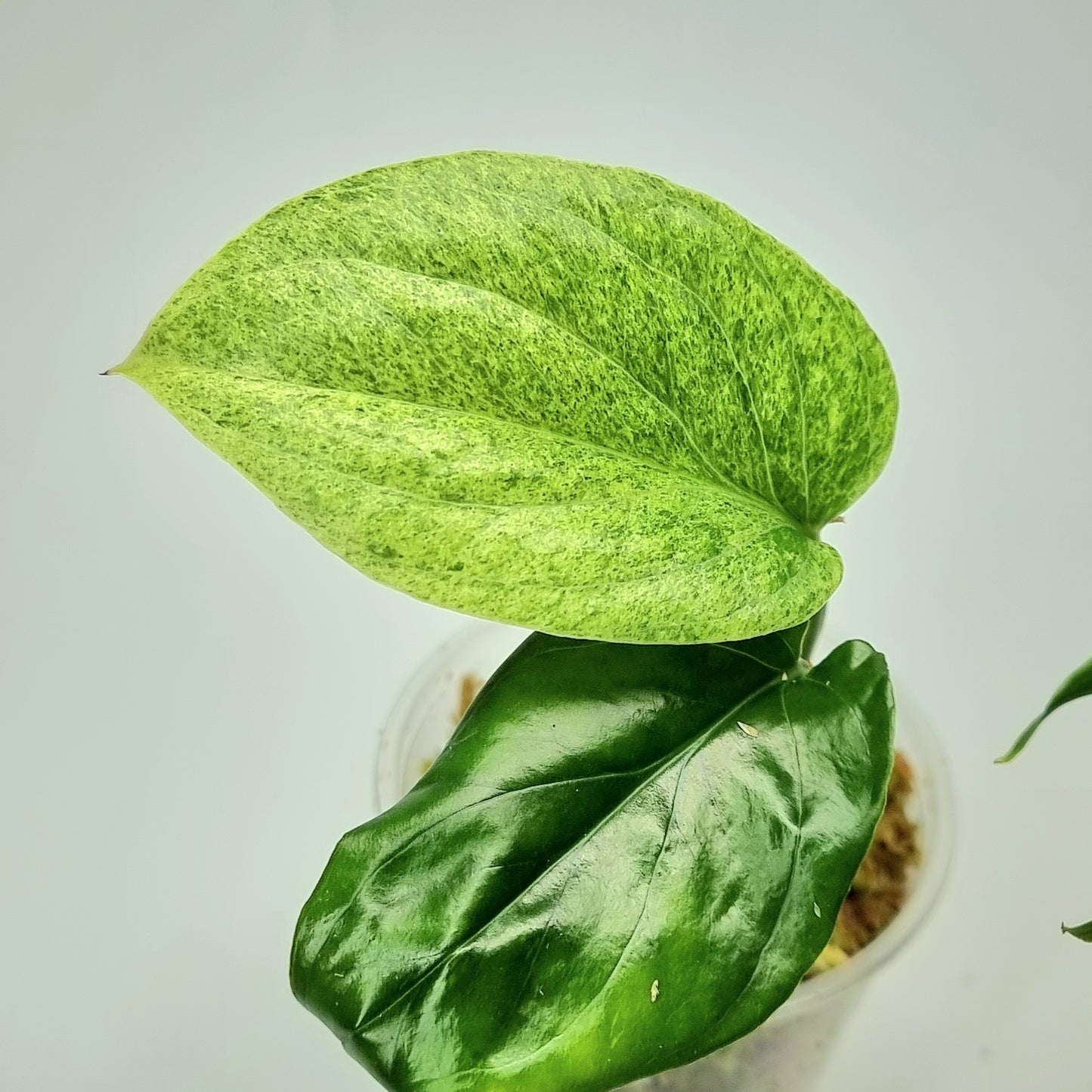 rare Amydrium medium Mint for sale in Perth Australia