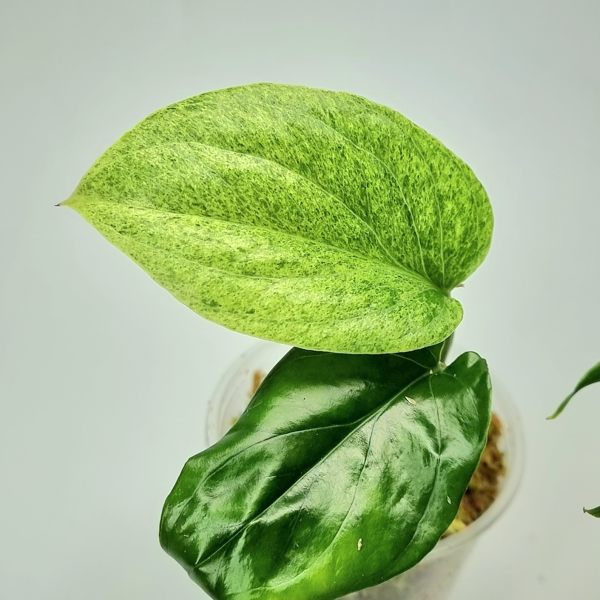 rare Amydrium medium Mint for sale in Perth Australia