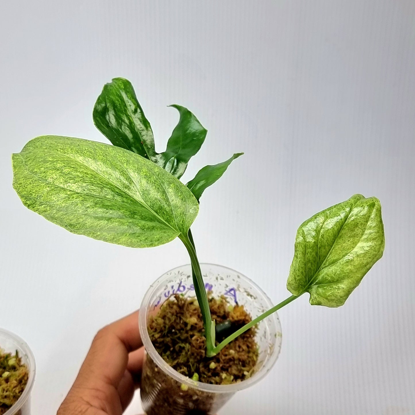 rare Amydrium medium Mint for sale in Perth Australia