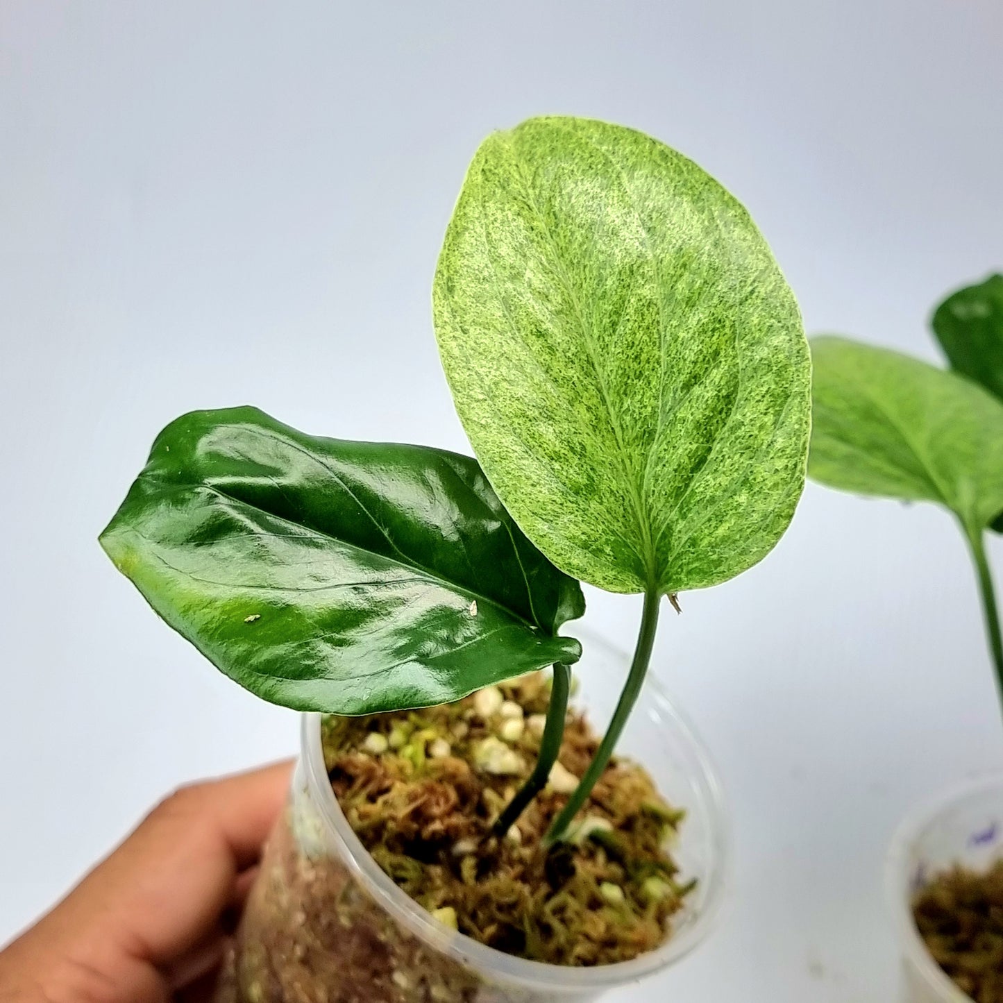 rare Amydrium medium Mint for sale in Perth Australia