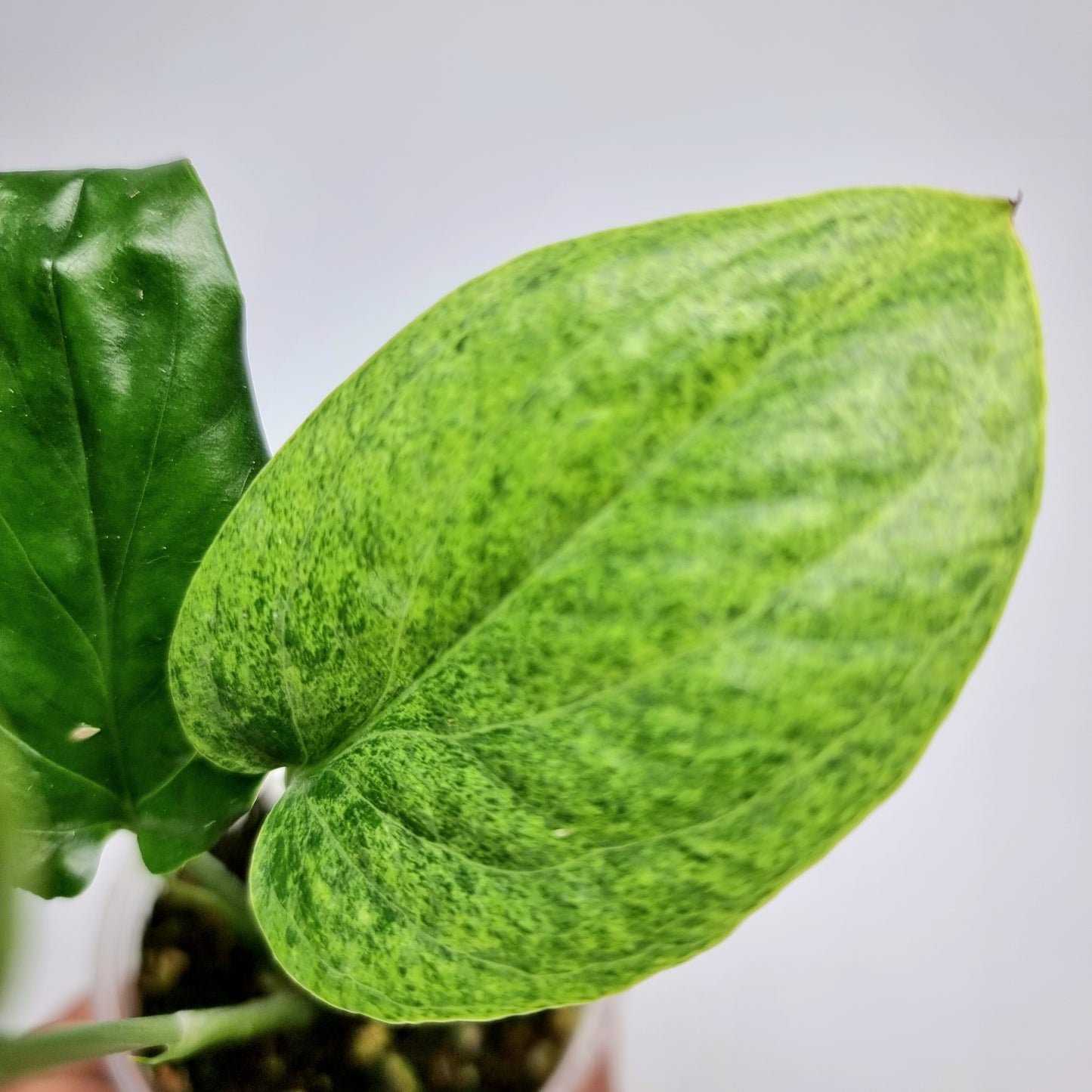 Amydrium medium Mint