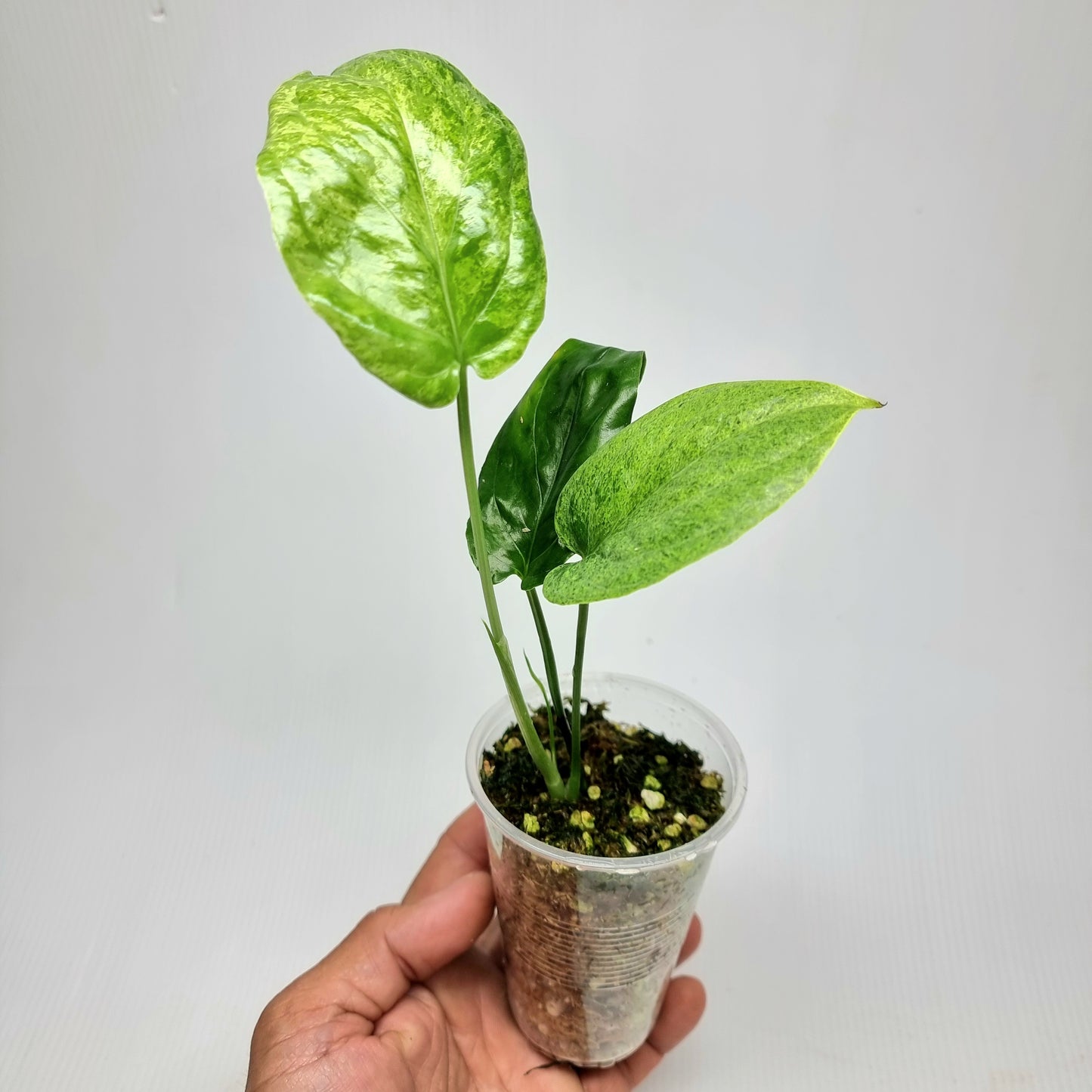 Amydrium medium Mint