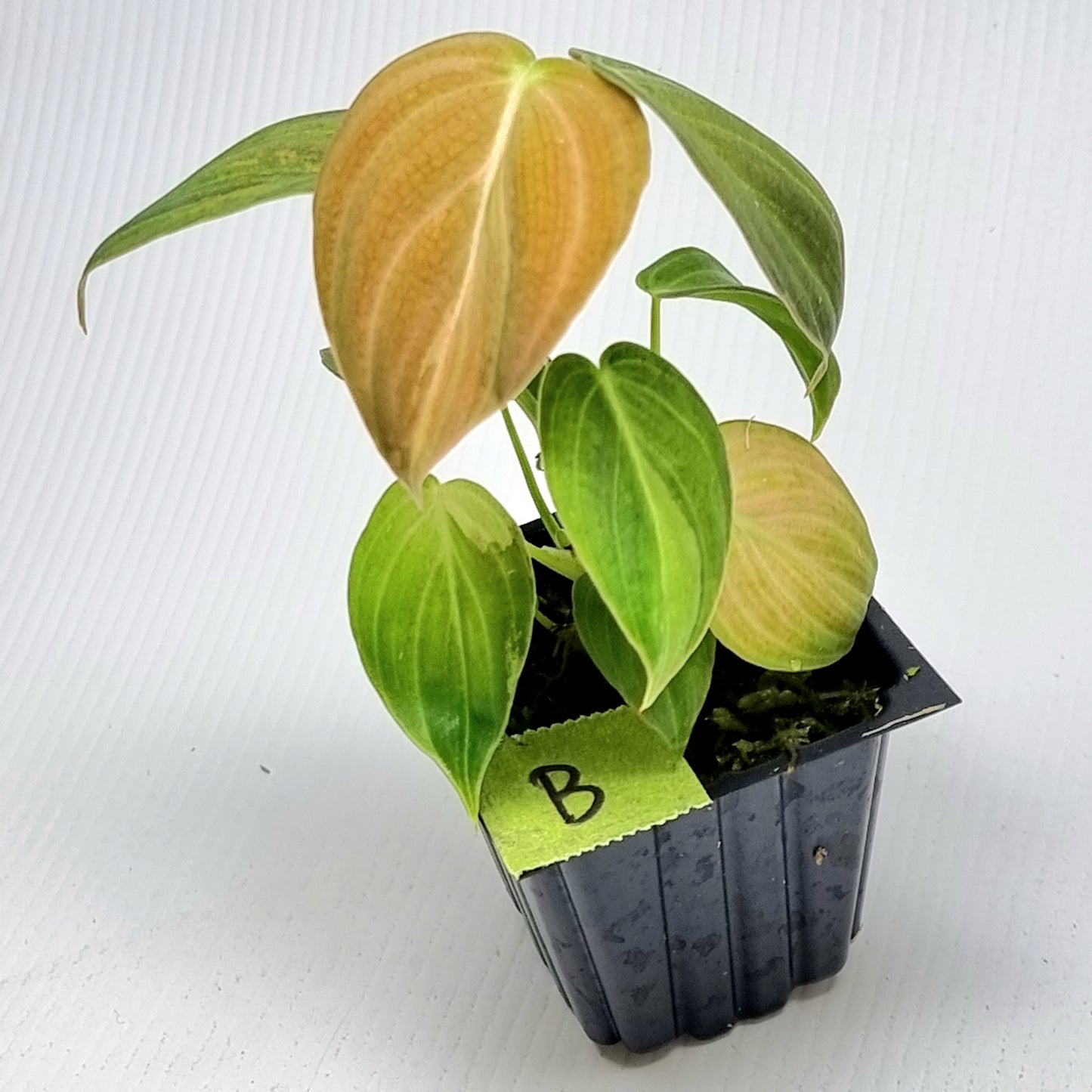 Philodendron melanochrysum variegated