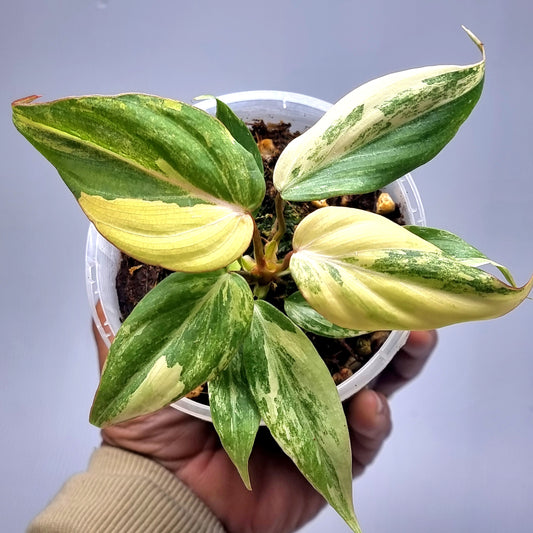 rare Philodendron gloriosum Variegated for sale in Perth Australia