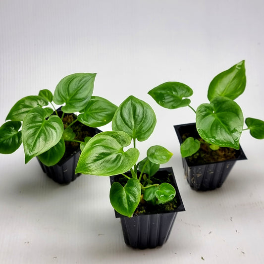 Philodendron goeldii Reverted
