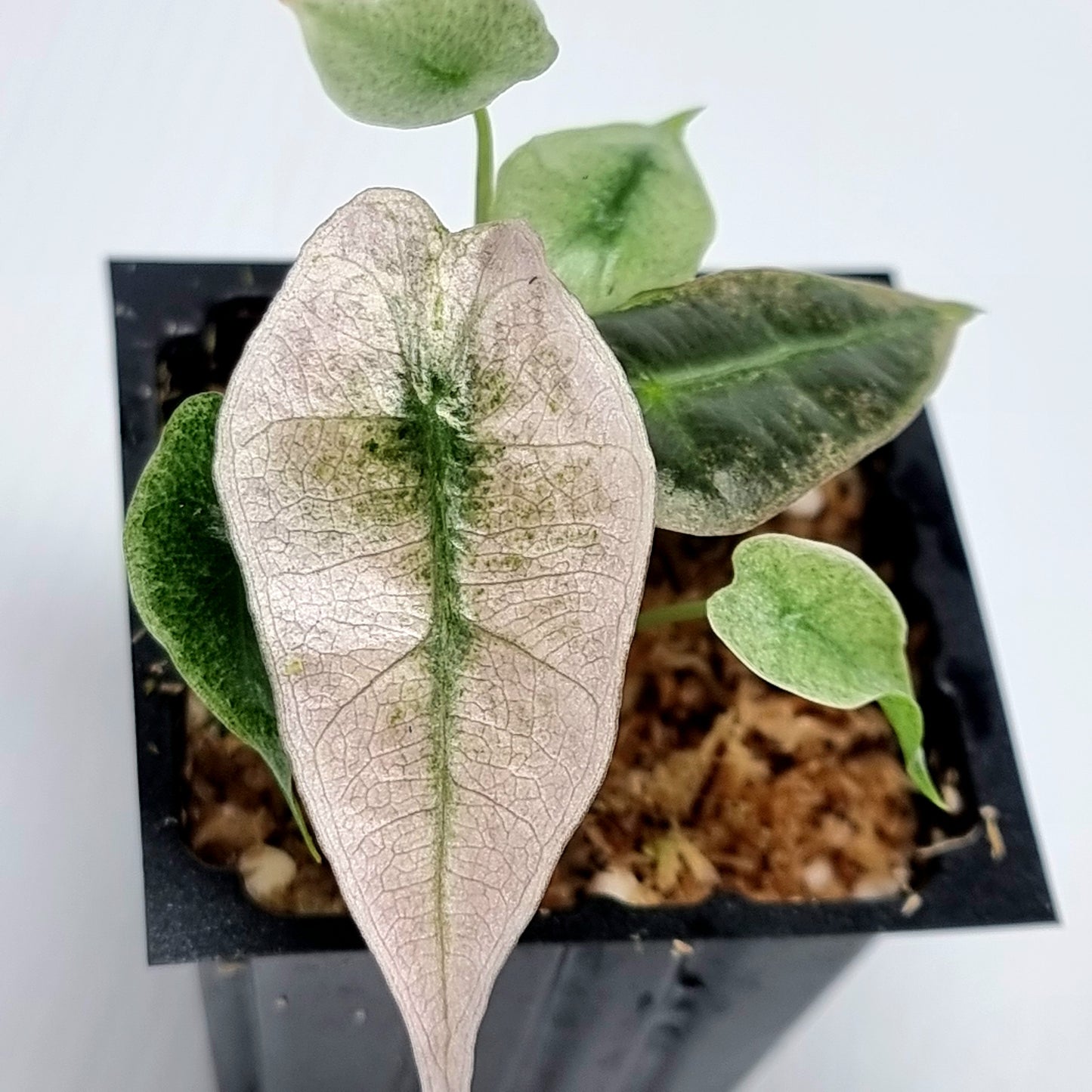 Alocasia Amazonica Pink Mint variegated