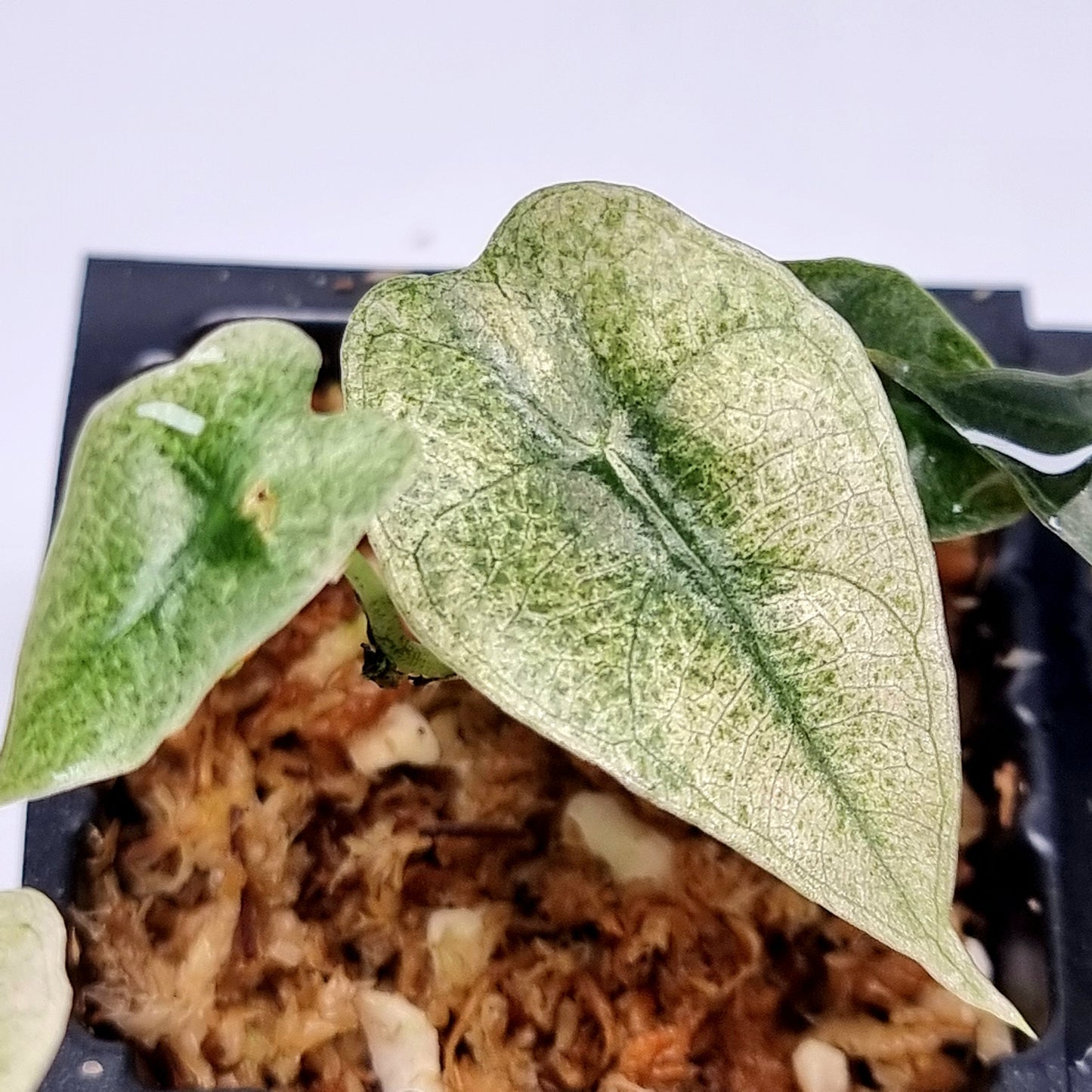 Alocasia Amazonica Pink Mint variegated