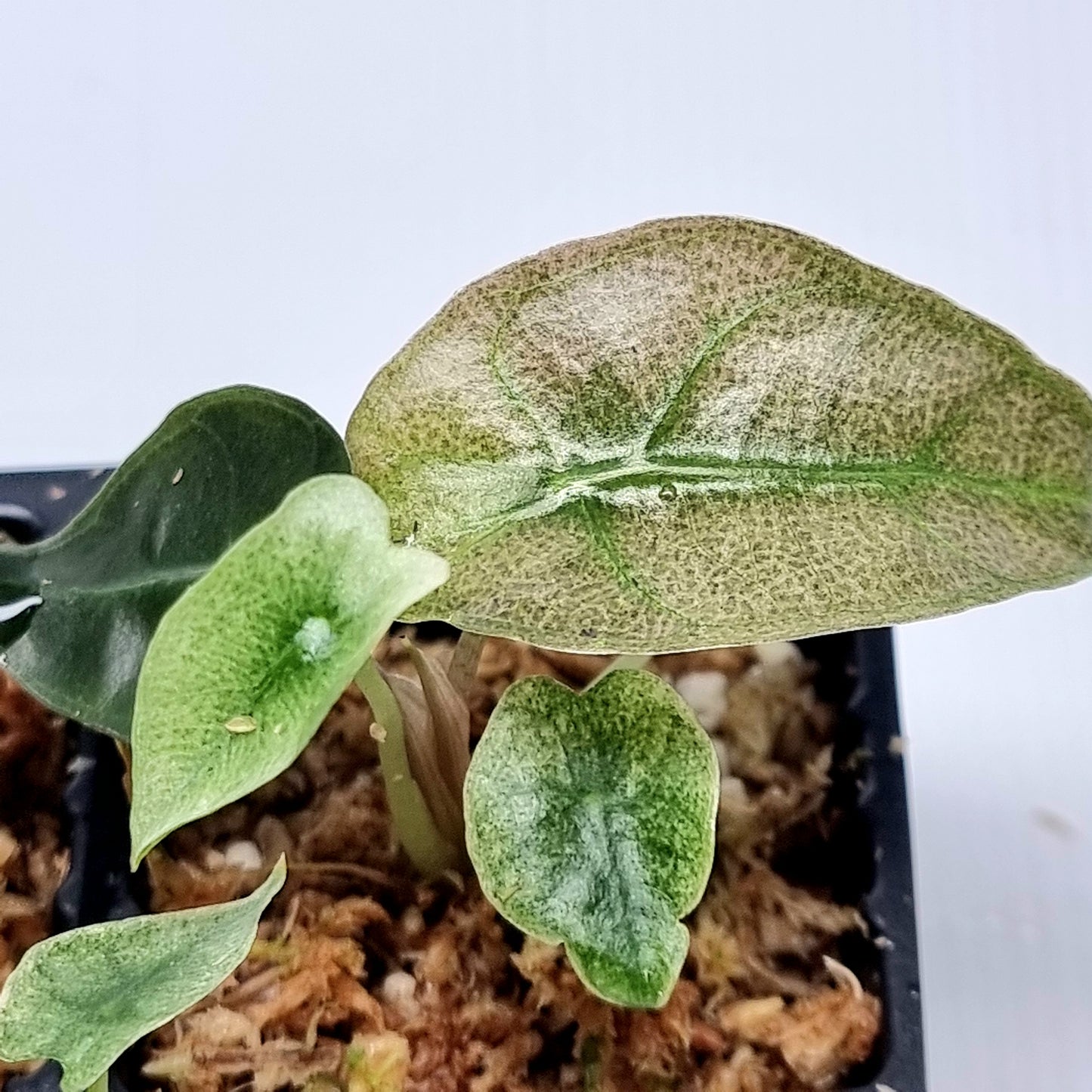 Alocasia Amazonica Pink Mint variegated
