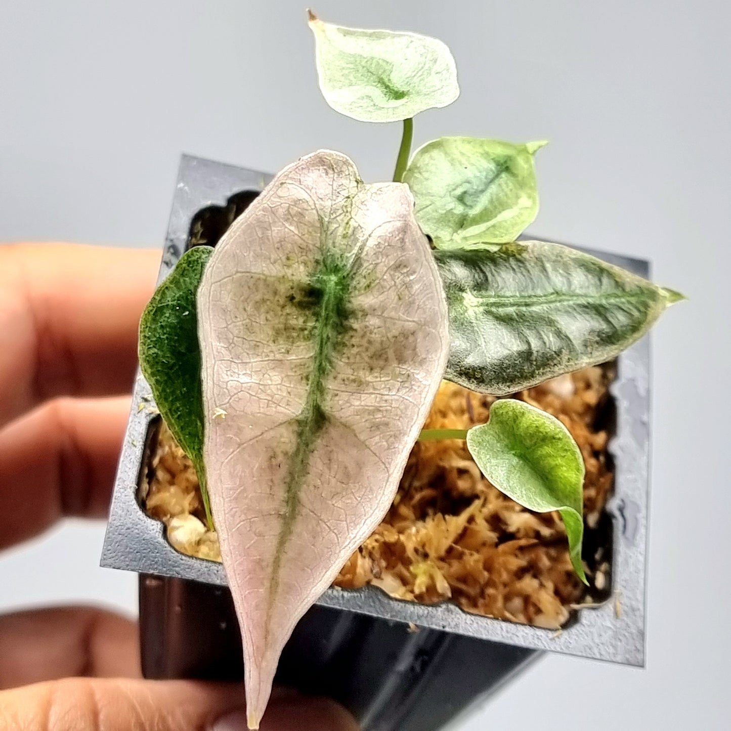 Alocasia Amazonica Pink Mint variegated