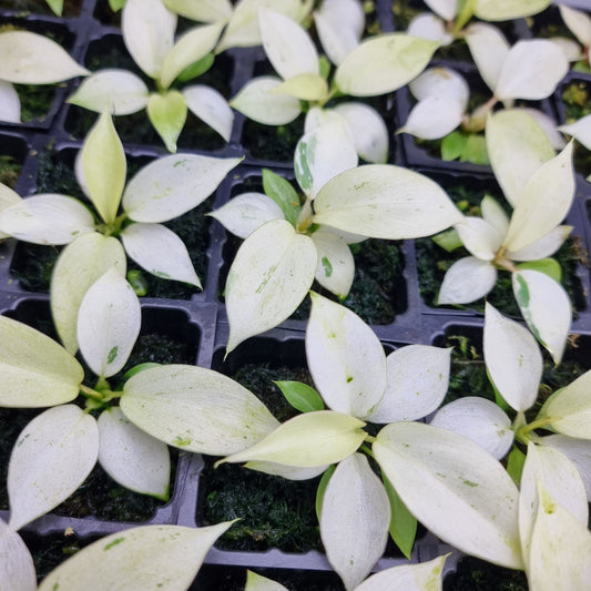 Philodendron Snowdrift