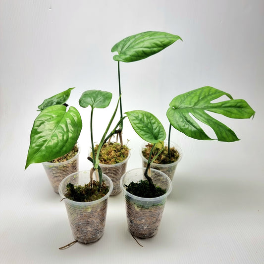 Amydrium medium AKA Spiderman plant Green form