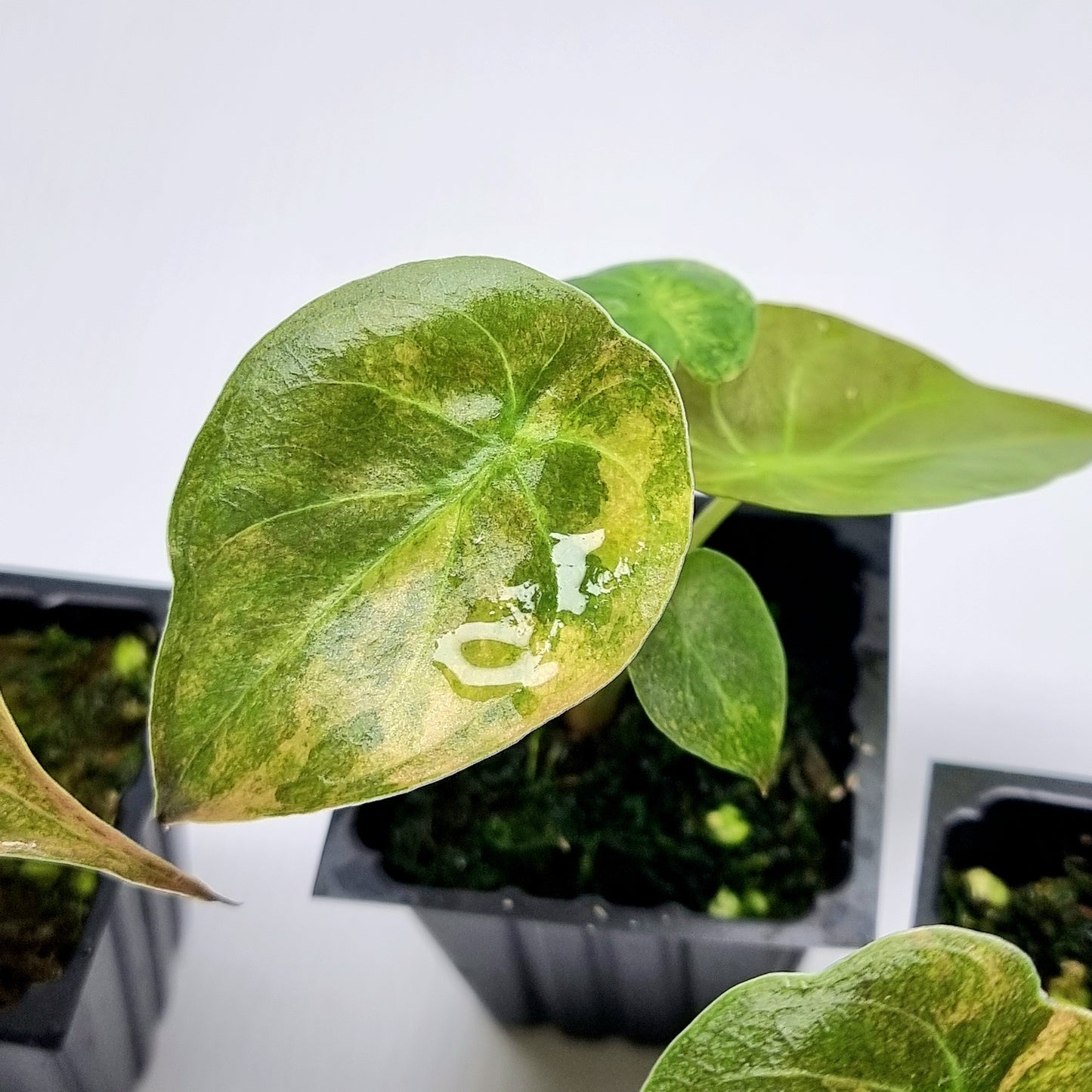 Alocasia wentii Variegated
