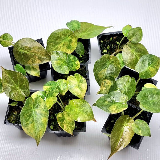 Alocasia wentii Variegated