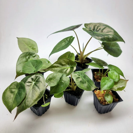 Alocasia wentii Reverted
