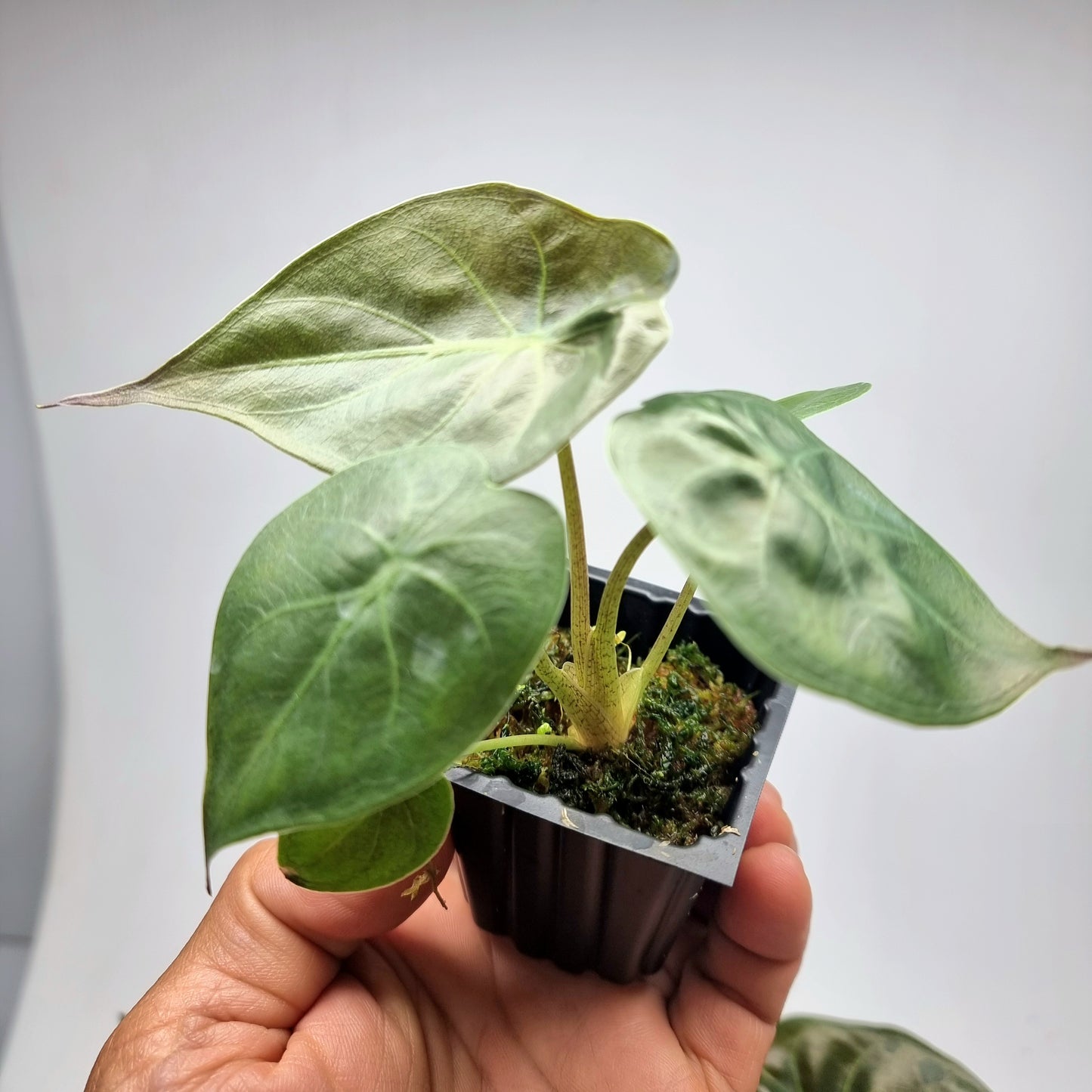 Alocasia wentii Reverted