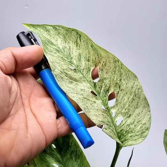 Monstera adansonii ssp laniata Mint variegated