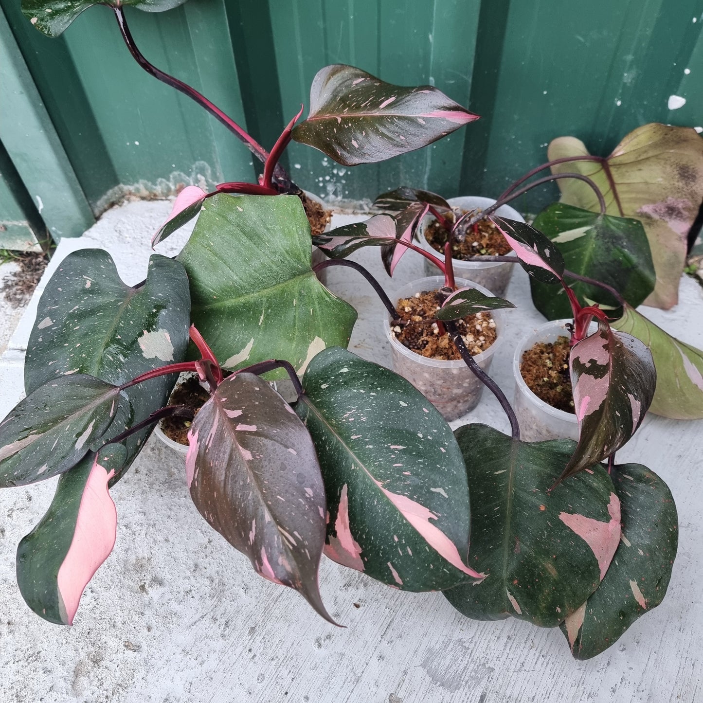 Philodendron pink princess