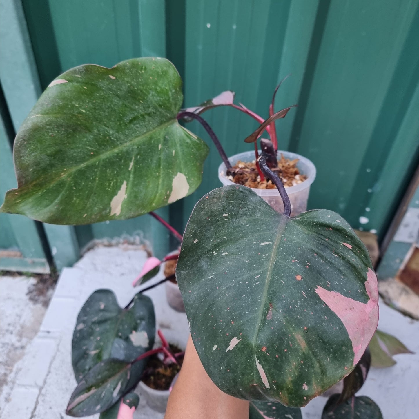 Philodendron pink princess
