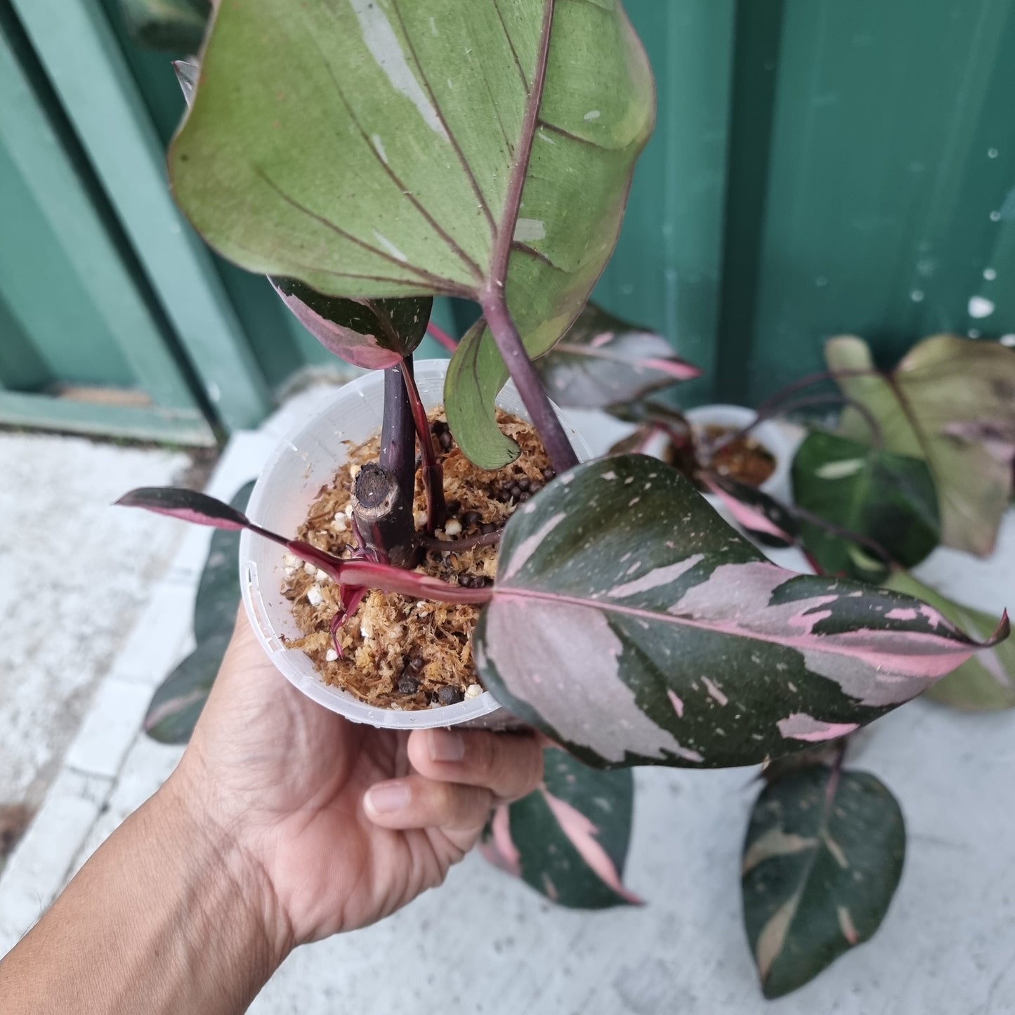 Philodendron pink princess
