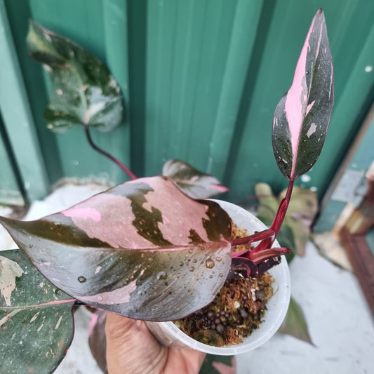 Philodendron pink princess